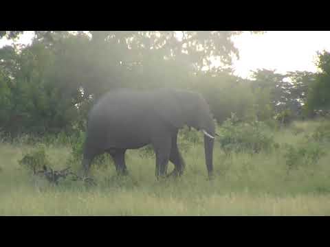 Djuma: Lone Elephant bull - 18:04 - 02/08/19