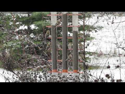 Redpolls on Bird Feeder