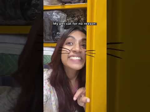 Khelna koodna aur sona🐈 #catlover #catmemes #pets #catvideos #funny #relatable