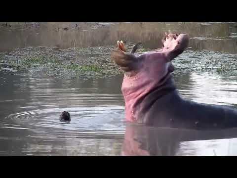 Djuma: Hippo playing around at stump in the dam - 17:20 - 08/22/2022