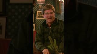 Christmas Mistletoe #ricksteveseurope #christmas