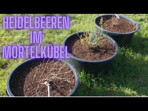 Heidelbeeren im Mörtelkübel