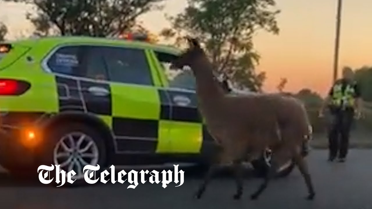 WATCH: Llama drama as escaped animal stops motorway traffic on M55 in Lancashire - Vimarsana News