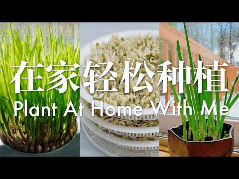 , title : '【Plant at home with me】GROW SCALLION/GARLIC/MUNG BEAN SPROUTS'