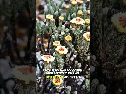 Explorando la flora única de la Sierra Nevada de Mérida.  #venezuela #travel #travesia #nature