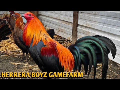 Sweater Brownred Kelso - HERRERA BOYZ FARM