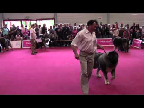 world dog show 2013 Kavkazskaya ovcharka, champion class(part one)