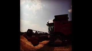 Wheat harvest 2021 day3