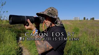 Canon EOS R7 and the 800mm F11 IS lens - still a neat little wildlife combo for sure!