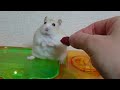 Owner Teases Hamster with Food
