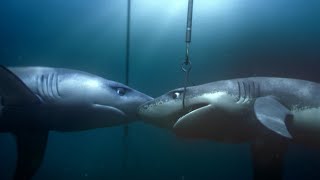 Greenpeace Dos tiburones separados por la sobrepesca anuncio