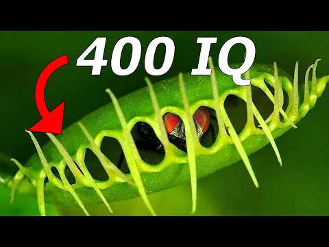 The Flytrap That NEVER Misses...