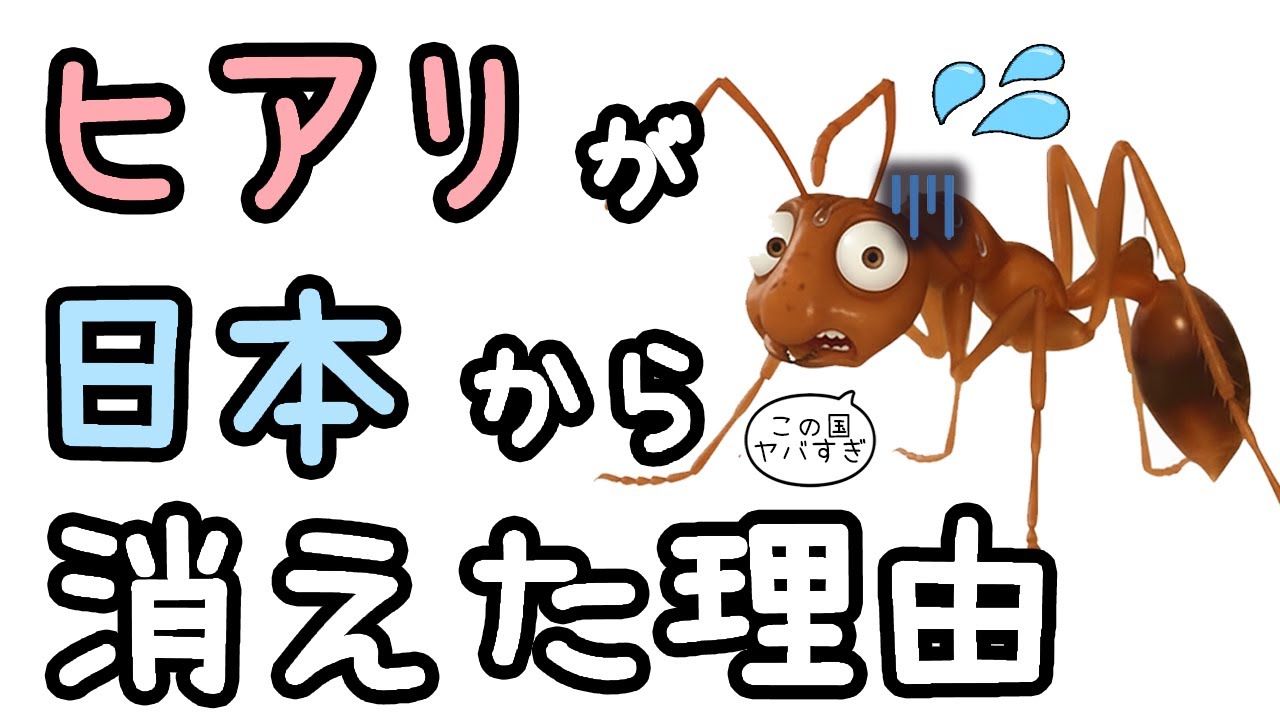 日本のヒアリはどこへ行ってしまったのか