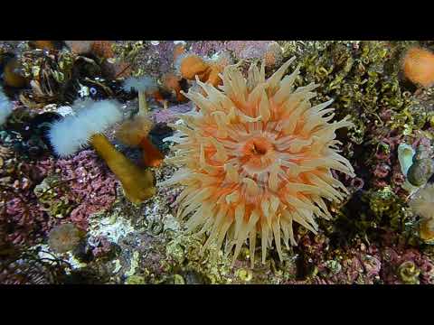 Our favorite dive site in Northern Norway - Austerstraumen
