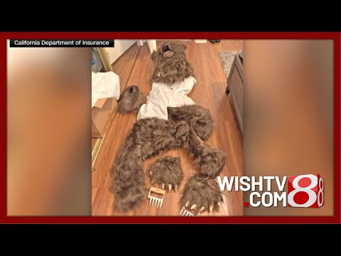 Fake bear attacks used in California insurance fraud scam