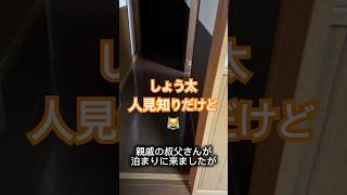 子猫は人見知りを克服出来るのか？① #保護猫 #kitten #子ネコ #猫のいる暮らし #好きな子猫 #猫