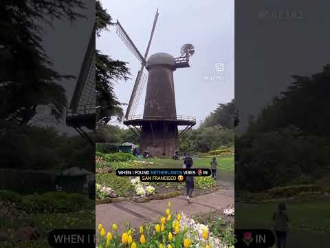 Netherlands vibes in San Francisco | Queen Wilhelmina’s tulip garden | Golden Gate Park