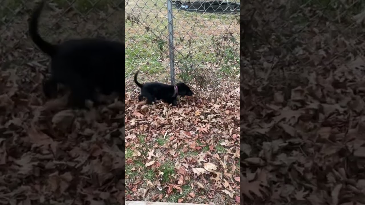 Enlarge Kiara, a ADOPTABLE mixed breed in Warrington, PA video 6/6