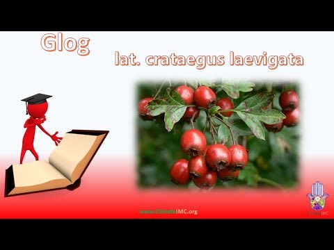 Glog (lat. crataegus laevigata, eng. hawthorn)