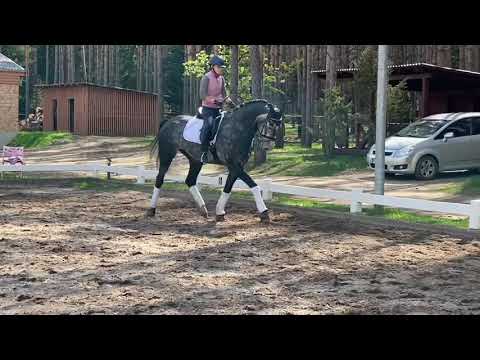 SOLD! 2014 L level dressage gelding