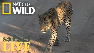 Safari Live - Day 144 | Nat Geo Wild Safari Live - Day 144 | Nat Geo Wild