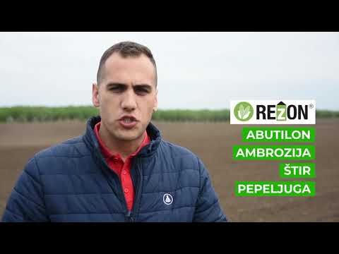 Preporuke za zastitu kukuruza, Galenika Fitofarmacija - U nasem ataru 736