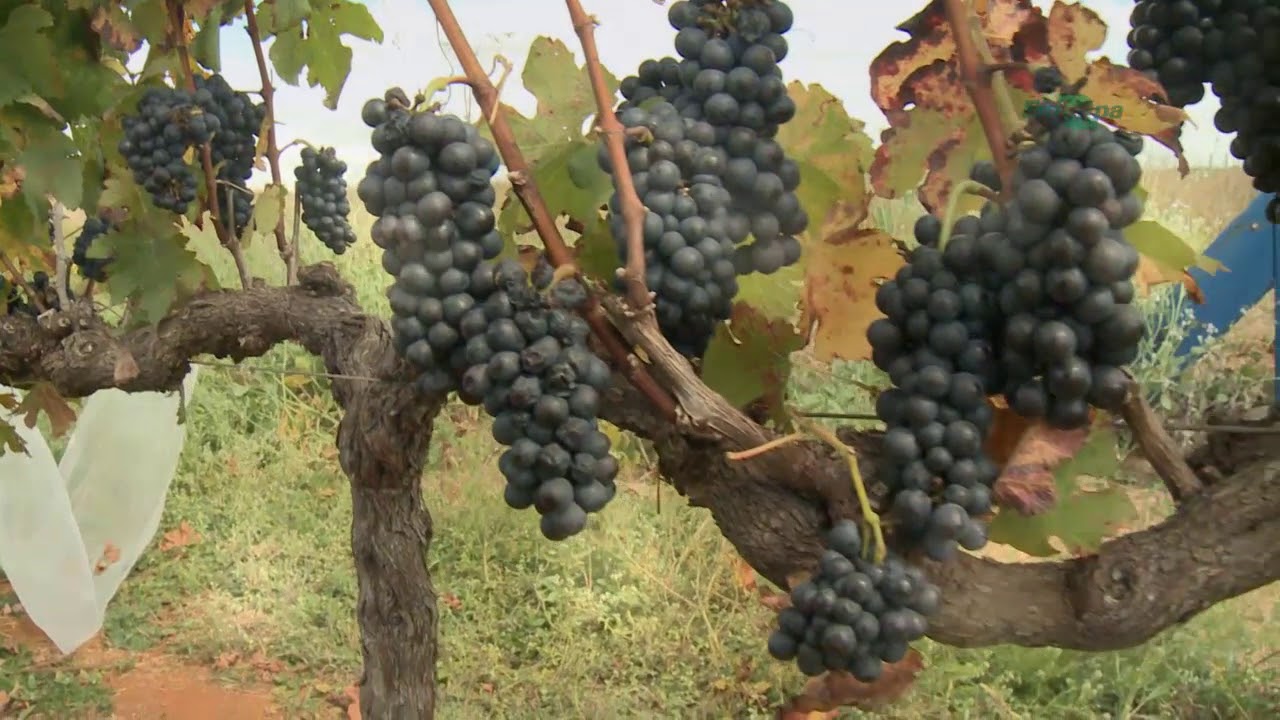 Produção de Vinho Finos no Sudeste Brasileiro