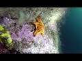 Picture taken during the dive