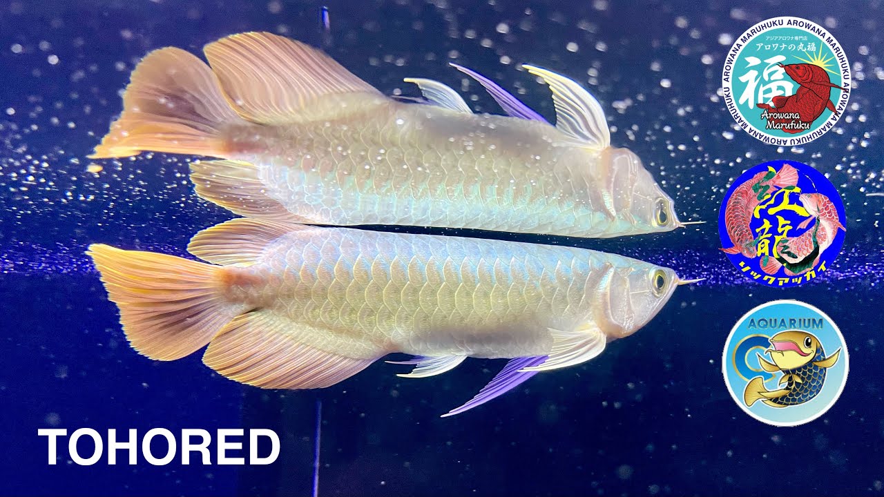 【アロワナの丸福】TOHORED リックアッガイさんとしーさんに選んでもらったあの紅龍が届きました！