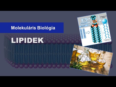 💧 Lipidek (9 percben)