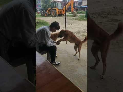 🐕 sanga ramalo gardai dipesh #shortvideos #shorts #dog