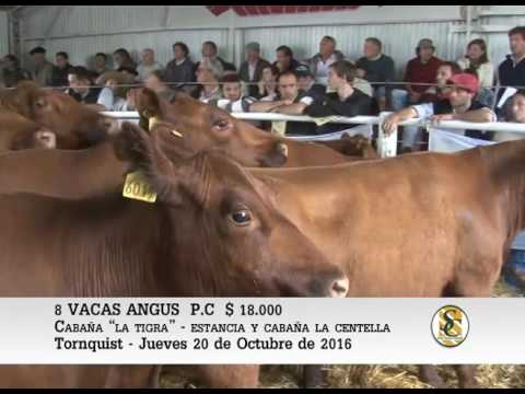 20-10-16 Venta de Vacas Angus - Cabaña La Centella - Tornquist