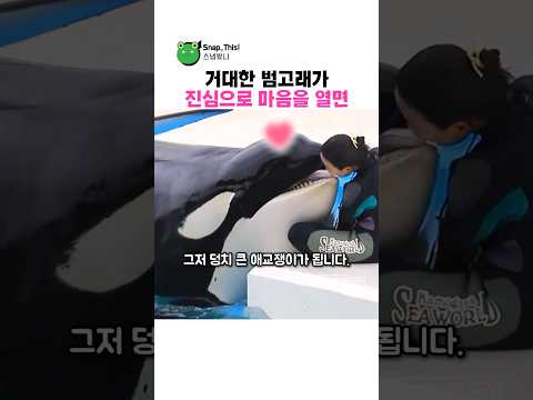 범고래가 조련사에게 진심으로 마음을 열 때 생기는 감동적인 순간