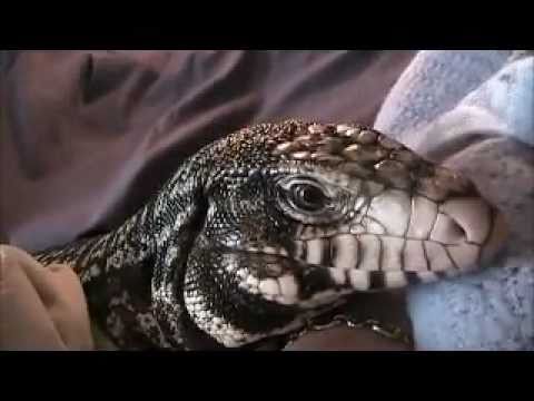 YouTube Video HuLYUxcEFjc