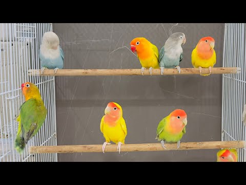 1 Hour of Agapornis Lovebird Sounds – Keep Your Lovebirds Happy!