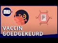 Zo werkt het vaccin van Janssen in je lichaam | NU.nl