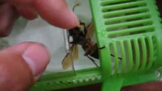 Large hornet on hand