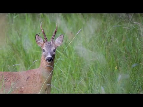 Bockjakt en magisk kväll (ur Del 2 av Jaktkunskap)