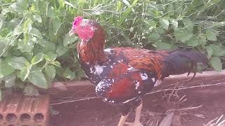 Criação de Galinhas - Um Momento Com As Galinhas No Galinheiro - Galinhas e Galo - ( Parte 21 )