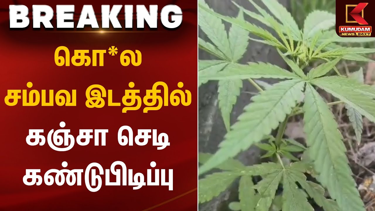 கொ*ல சம்பவ இடத்தில் கஞ்சா செடி கண்டுபிடிப்பு | Kanja Plant | Kumudam News