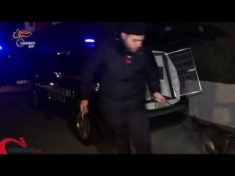 TERLIZZI | Droga e traffico di armi: blitz dei Carabinieri nel nord barese, 25 arresti