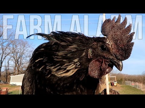 Selective Breeding Ayam Cemani for BEST Hatching Eggs