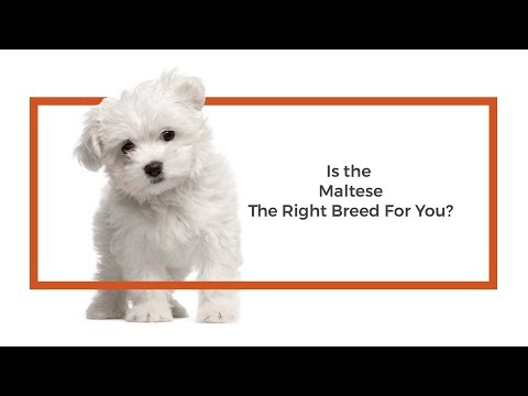 Maltese Breed Video