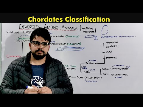 Classification of Chordates (Kingdom Animalia)