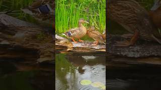 New Life | Ontario Waterbirds