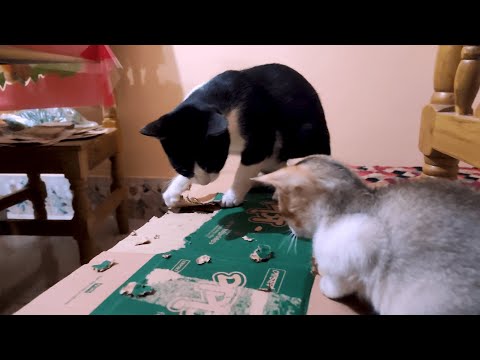 Cat with cardboard ASMR | Meow Tusu