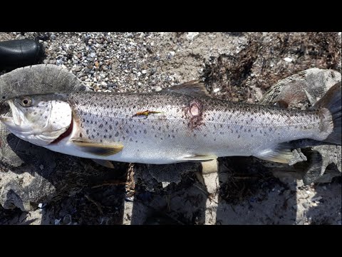 An der OSTSEE auf MEERFORELLE🎣| Ein neuen Pb mit Spirolino gefangen?