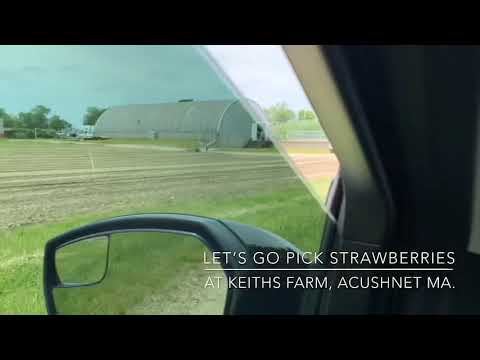 Local fruit in season 🍓 Strawberry picking at Keiths Farm ~ Acushnet, Ma.