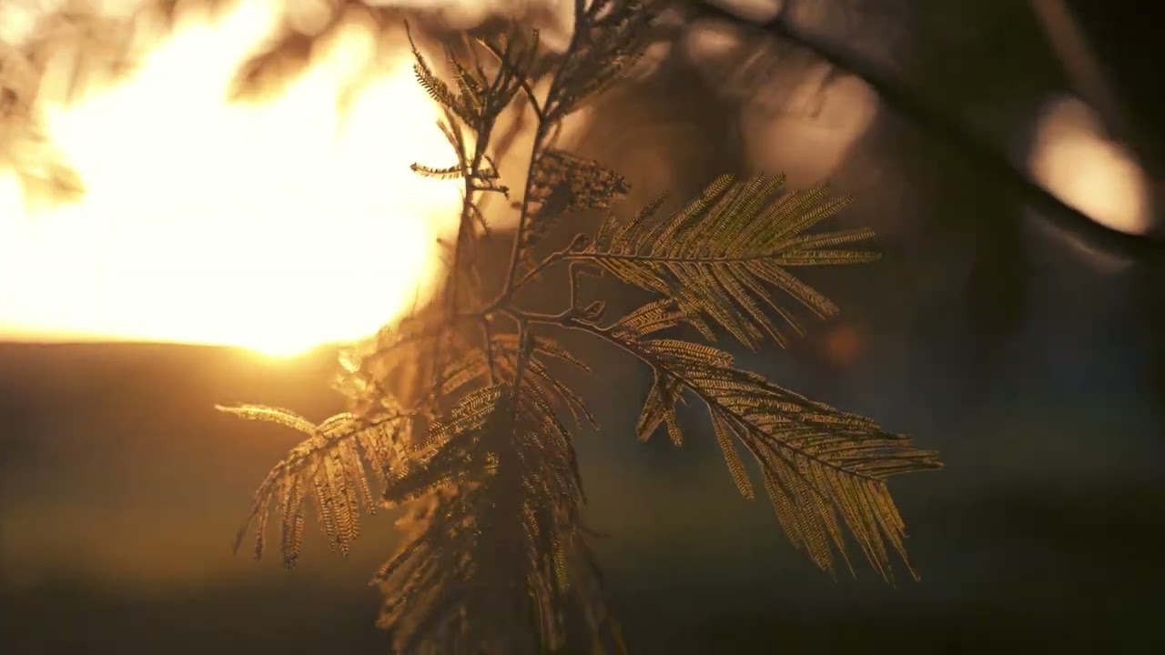 B Vital Reviews - Comprehensive Analysis and User Feedback