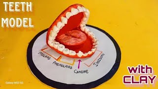 Tooth Structure | How to make teeth model with clay | teeth 3d model | types of teeth model